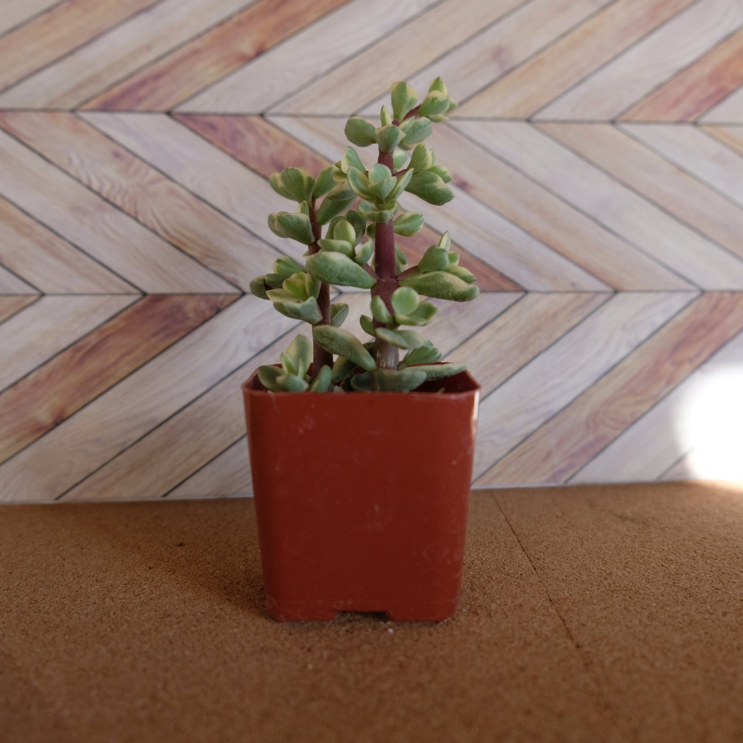 2 inch variegated portulacaria 'elephant bush'