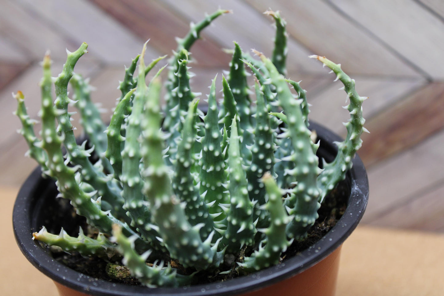 4 Inch Aloe humilis 'Hedgehog'