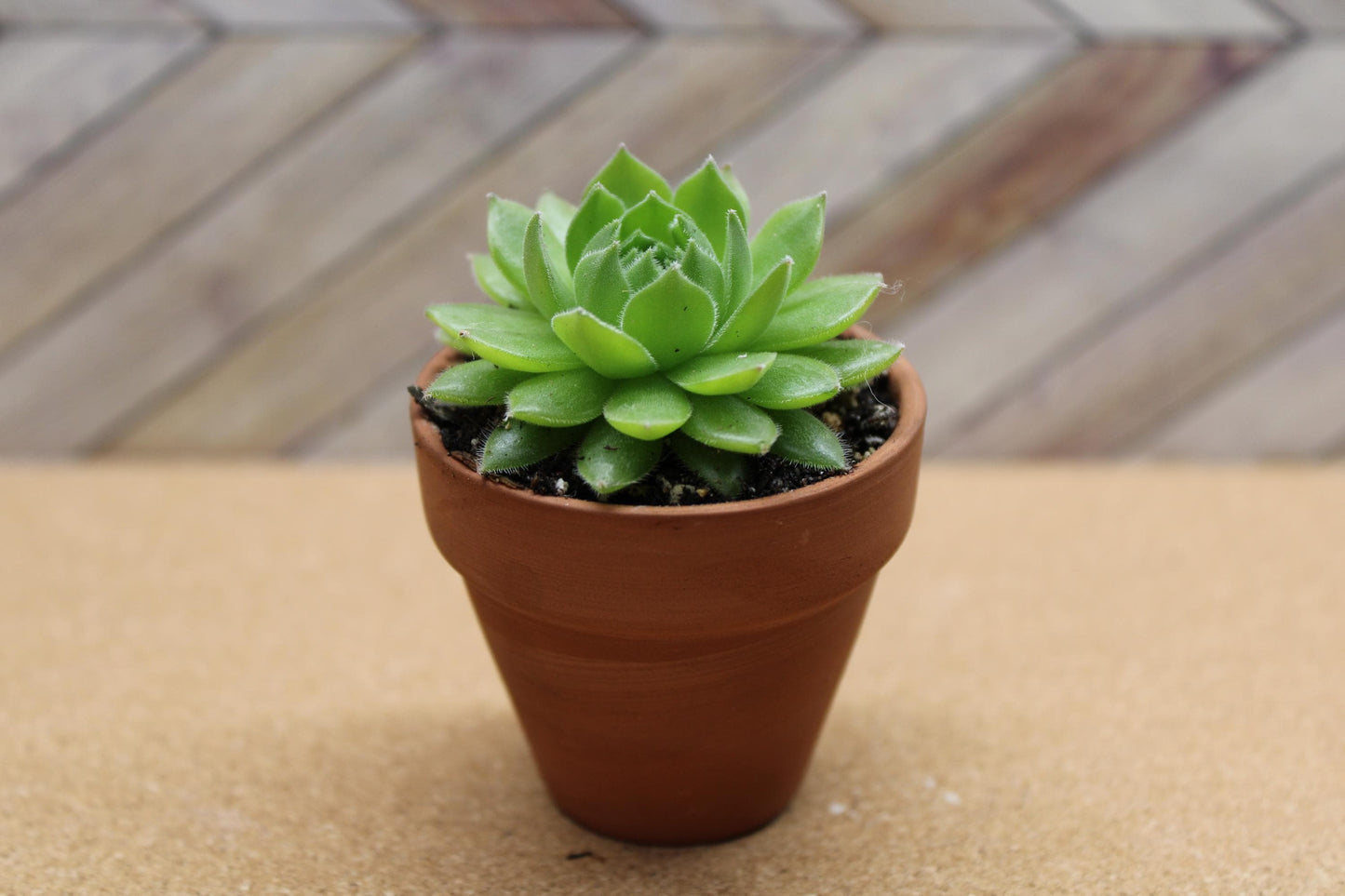 2 inch Sempervivum ‘Spring Beauty’