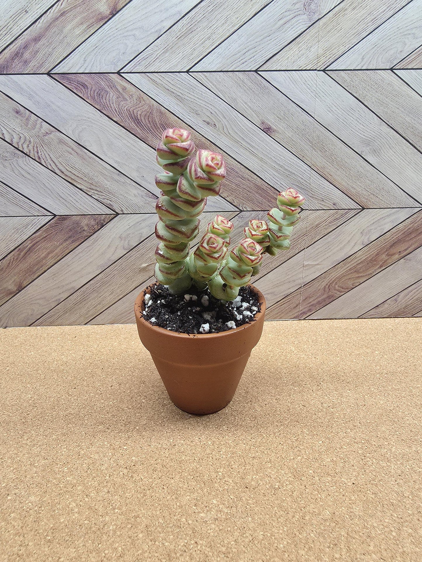 2 inch crassula marnieriana 'worm plant' 'baby jade necklace'