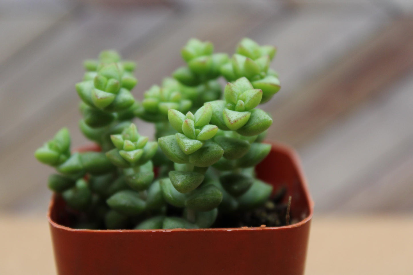 2 inch Crassula ‘Tom Thumb’