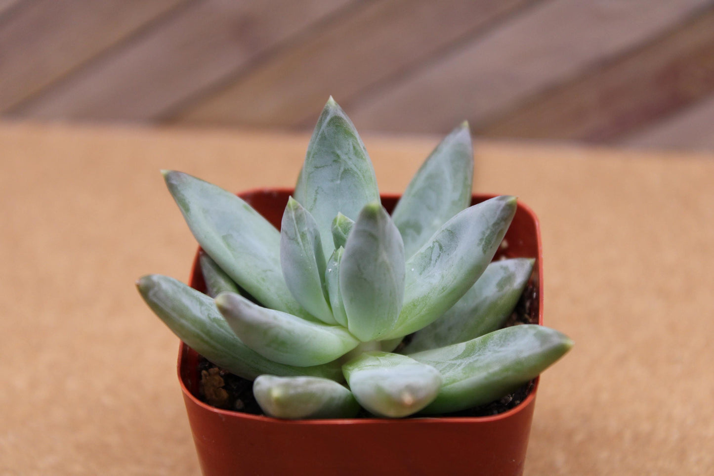 2 inch Pachyveria glauca ‘Little Jewel’