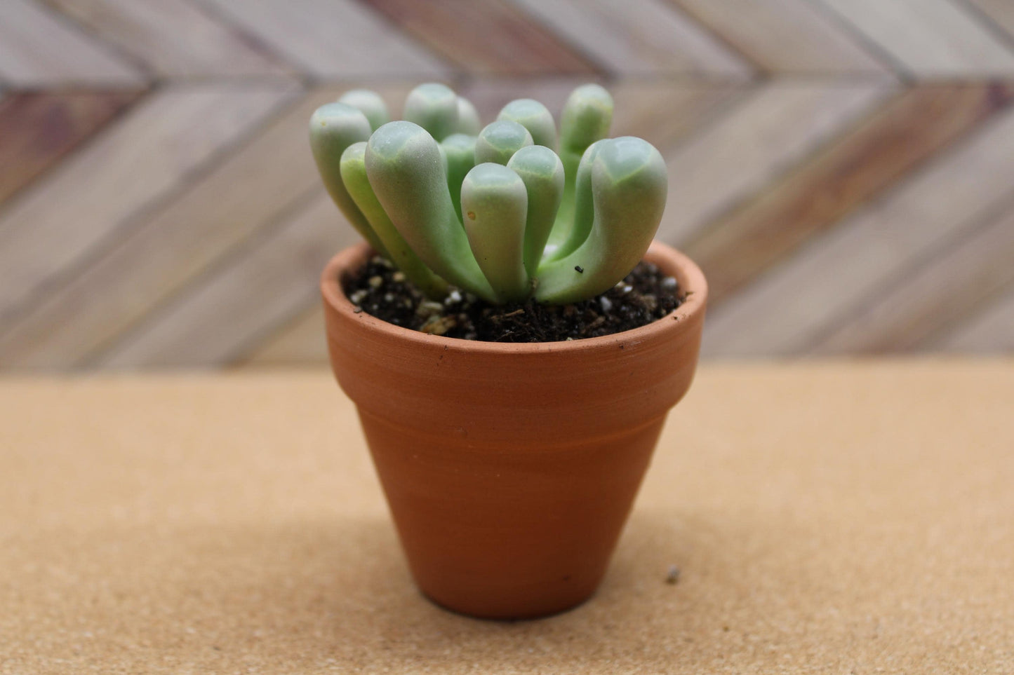 2 inch Fenestraria rhopalophylla 'Baby Toes'