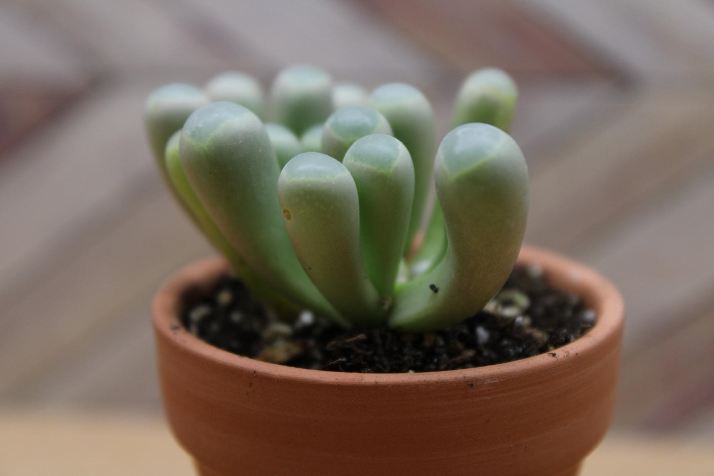 2 inch Fenestraria rhopalophylla 'Baby Toes'
