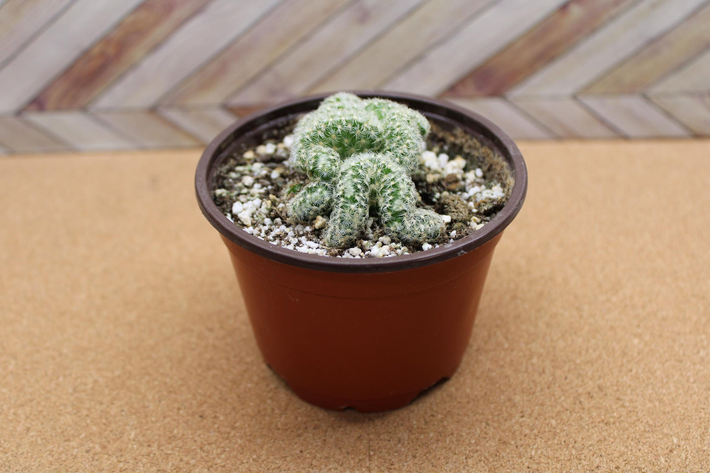 4 inch Mammillaria elongata cristata 'Brain Cactus' crested