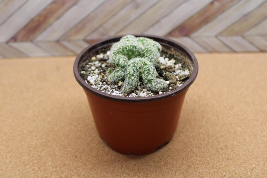4 inch Mammillaria elongata cristata 'Brain Cactus' crested