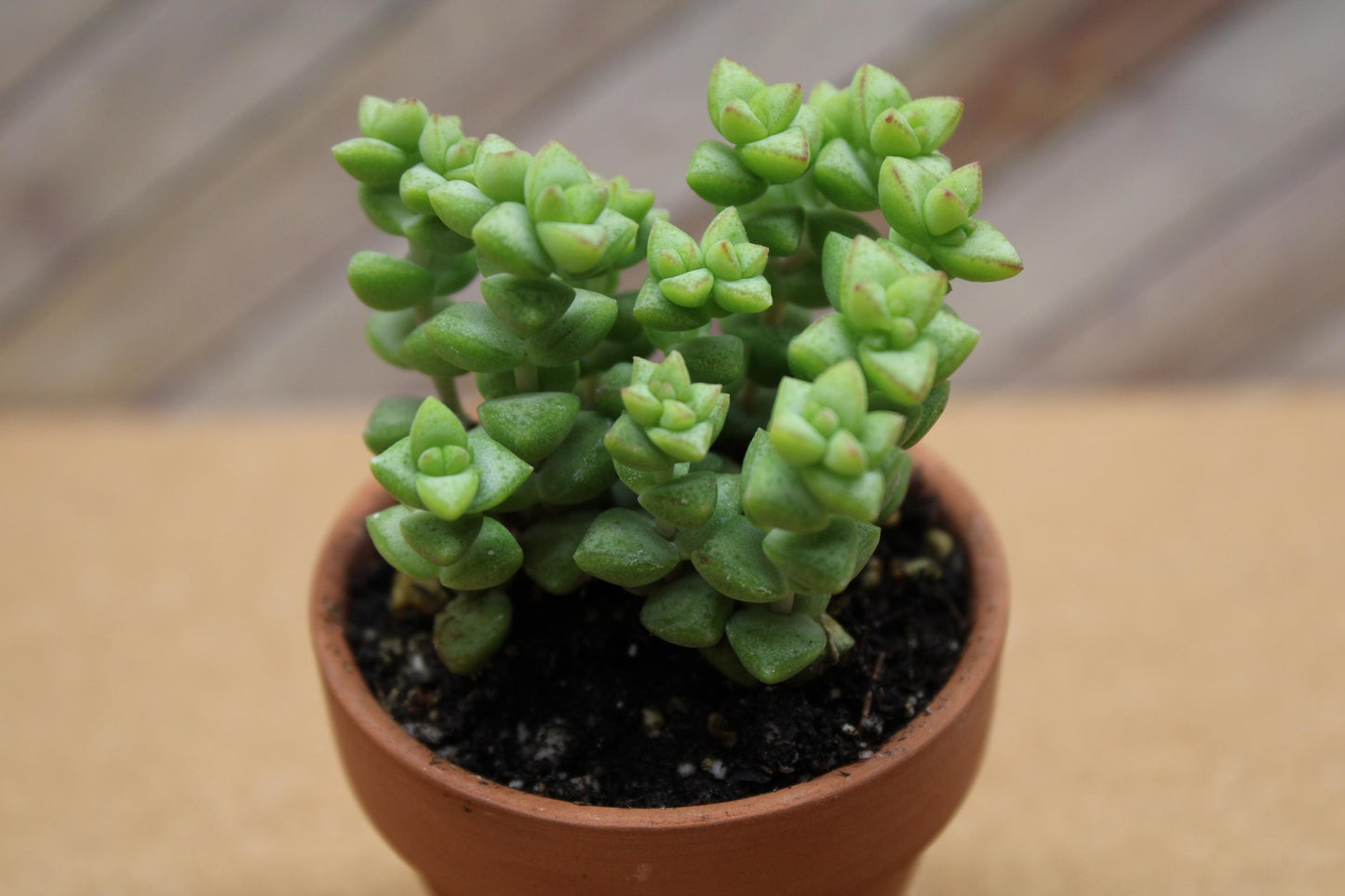 2 inch Crassula ‘Tom Thumb’