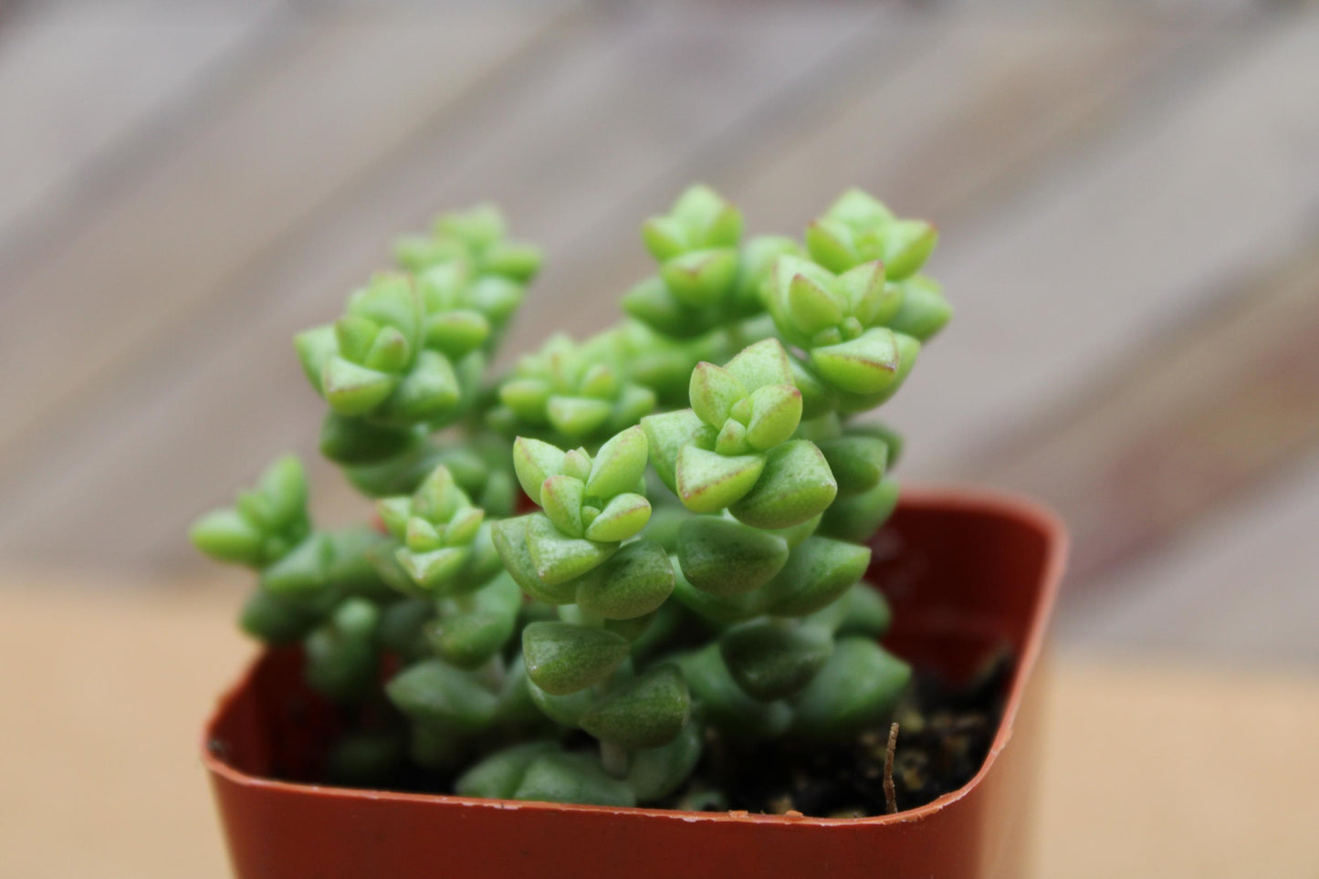 2 inch Crassula ‘Tom Thumb’