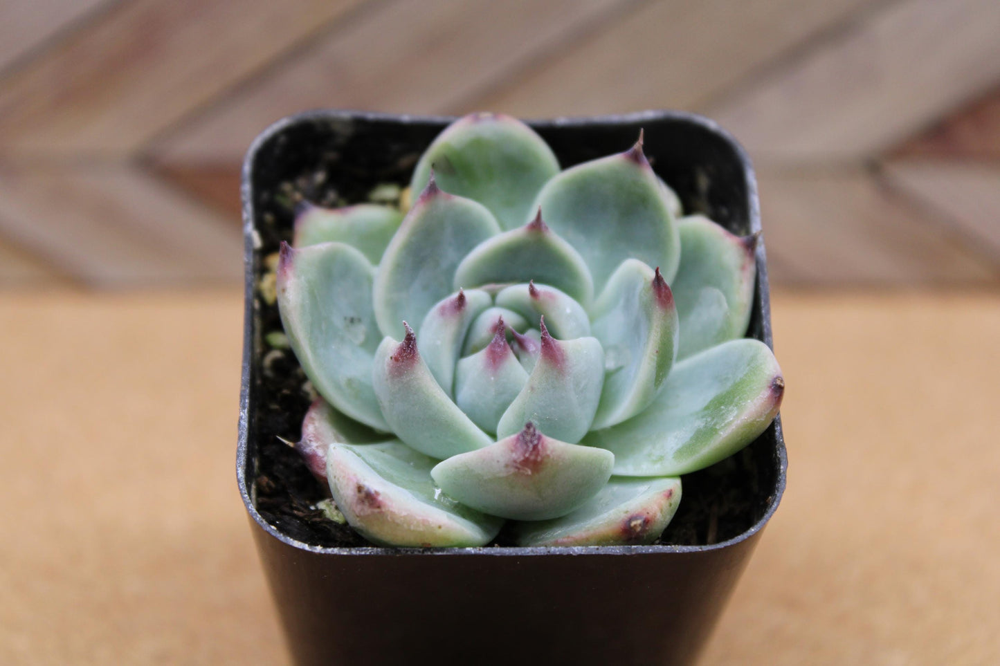 2 inch Echeveria 'Colorata'