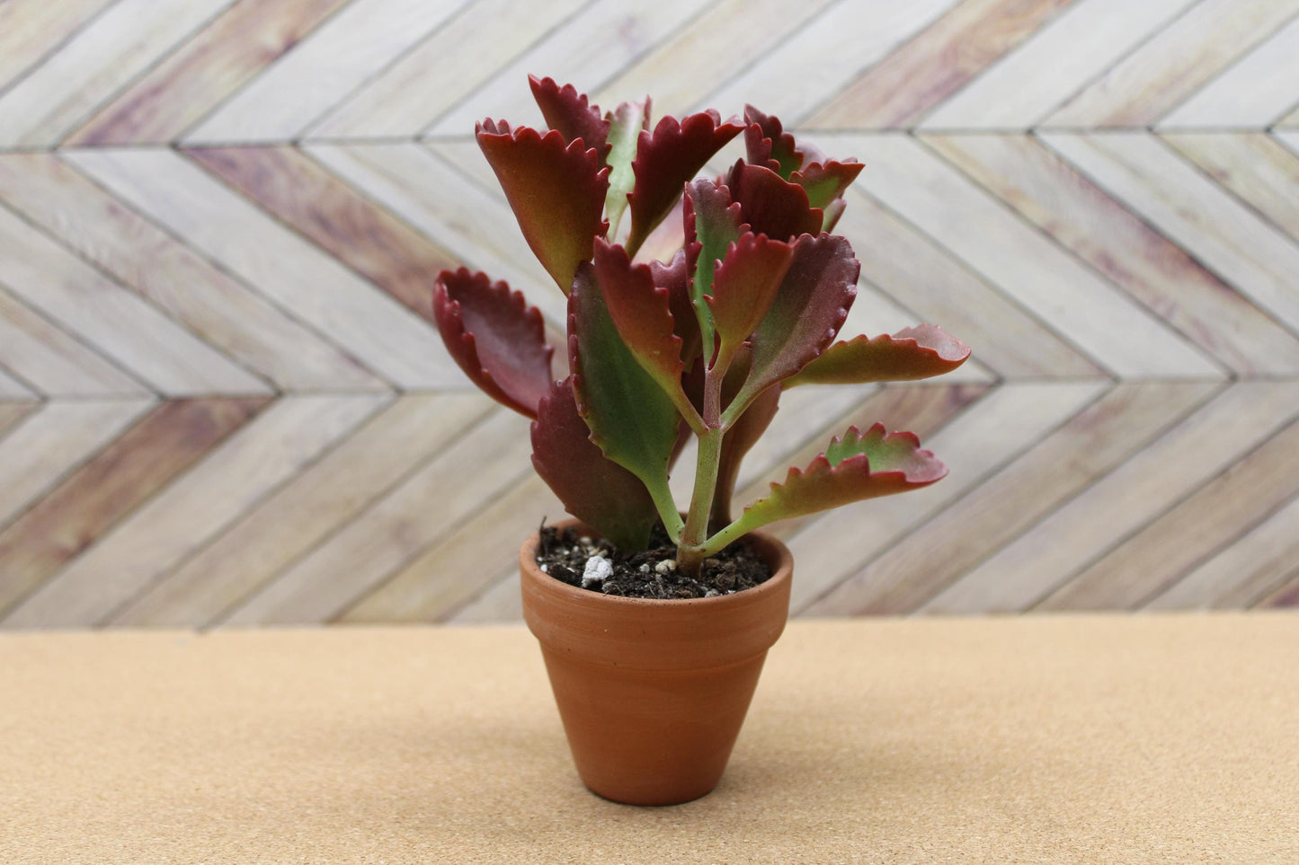 2 inch Kalanchoe Sexangularis "Six Angled Kalanchoe"