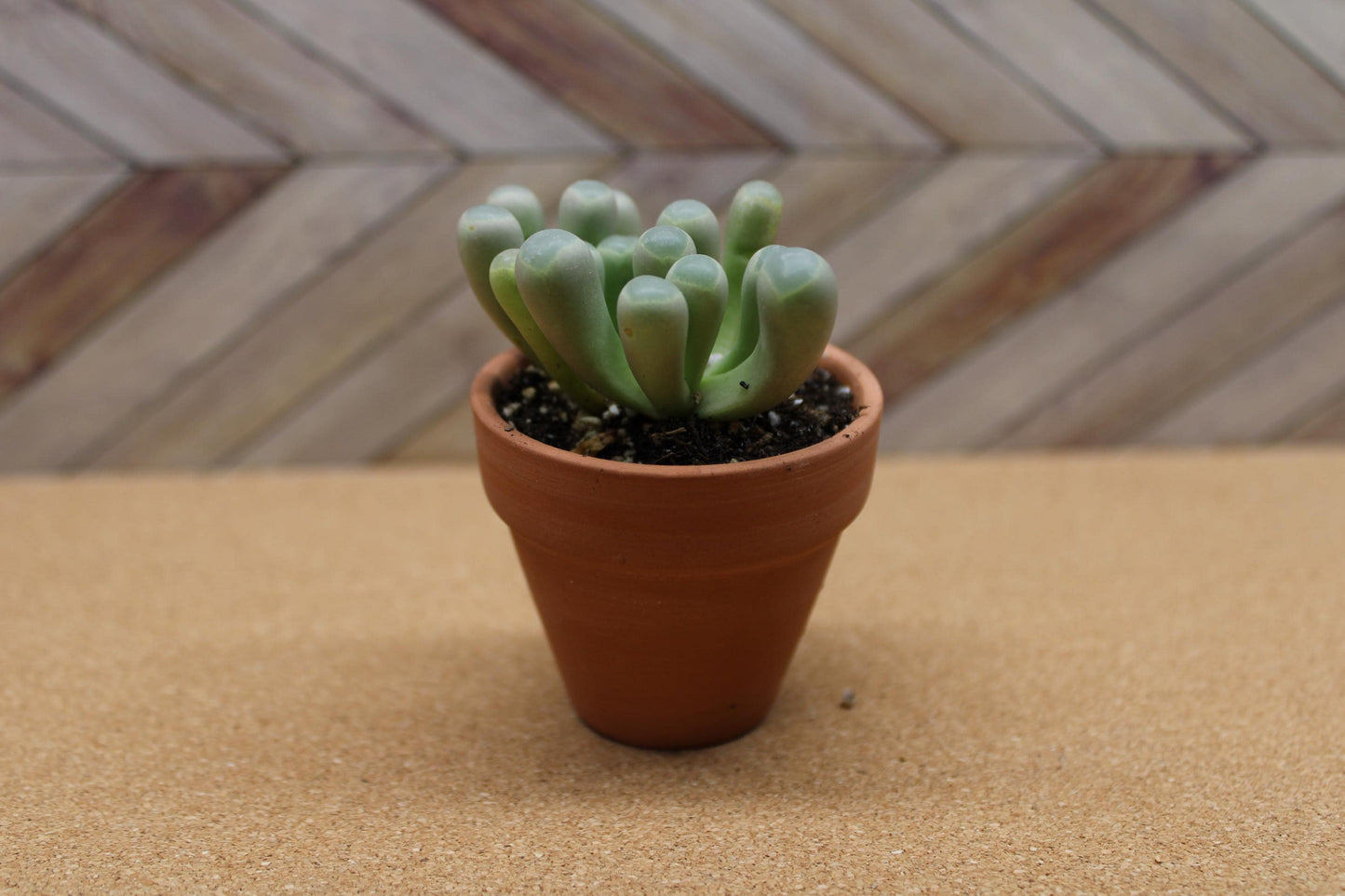 2 inch Fenestraria rhopalophylla 'Baby Toes'