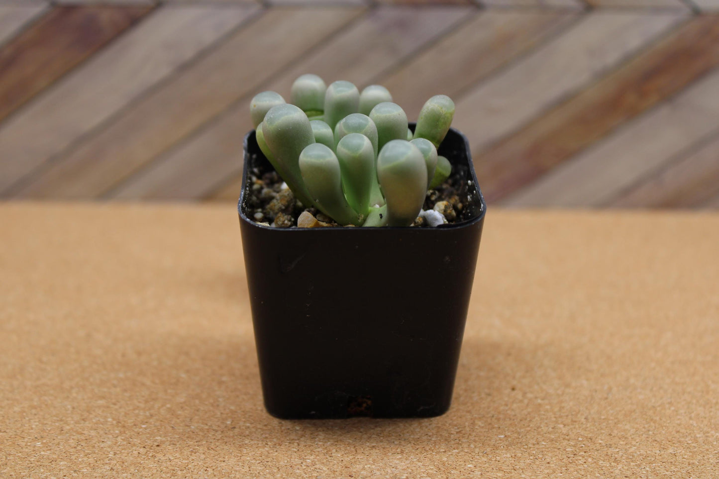 2 inch Fenestraria rhopalophylla 'Baby Toes'