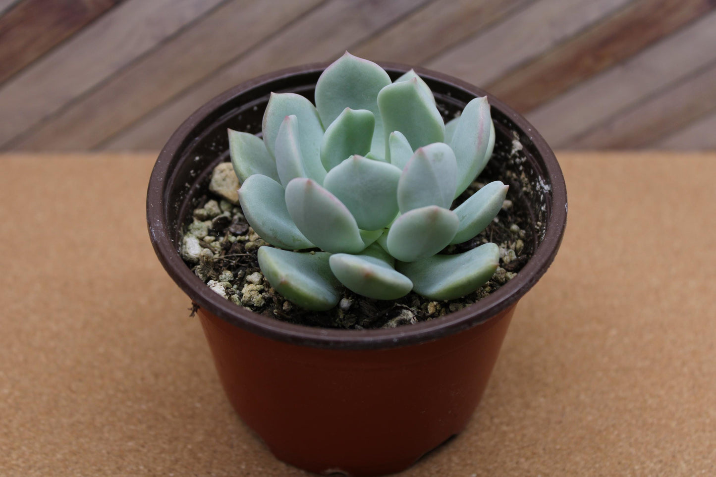 4 inch Echeveria ‘Moonglow’