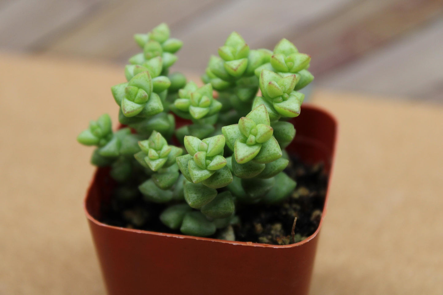 2 inch Crassula ‘Tom Thumb’
