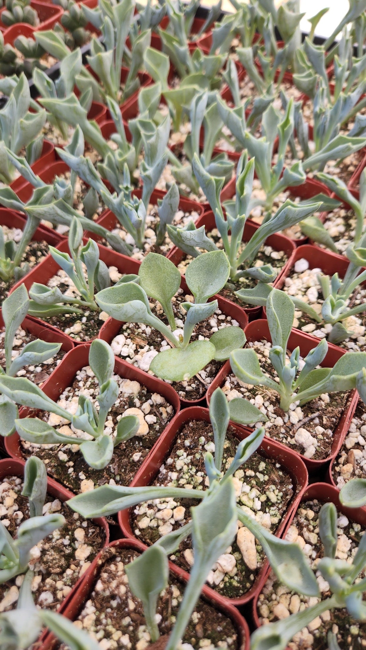 2 inch Senecio kleiniiformis 'Spear Head Succulent'
